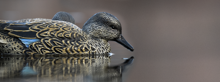 Teal Season Essentials