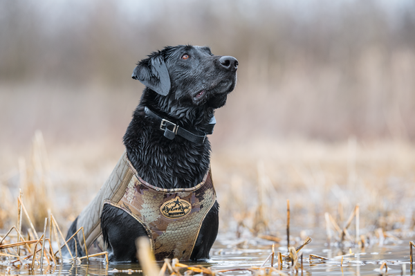 Duck hunting dog accessories best sale