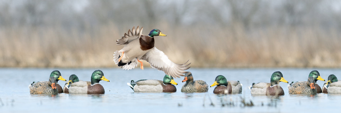 Mainline Series Decoys
