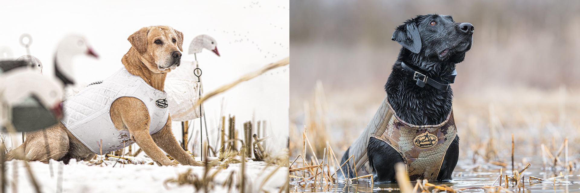 Dogs – Rig'Em Right