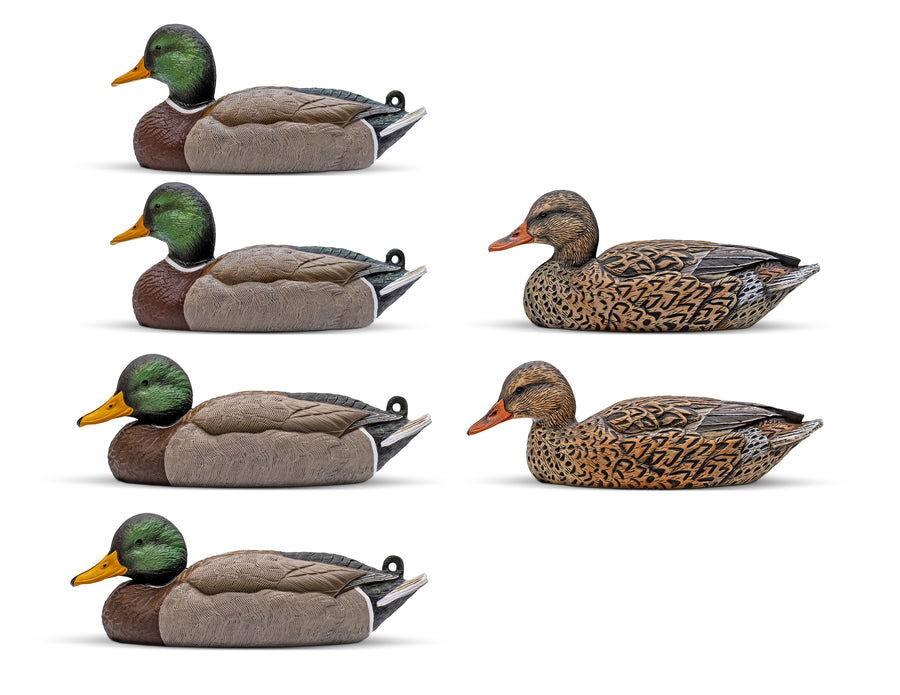 Mainline Series™ Mallard