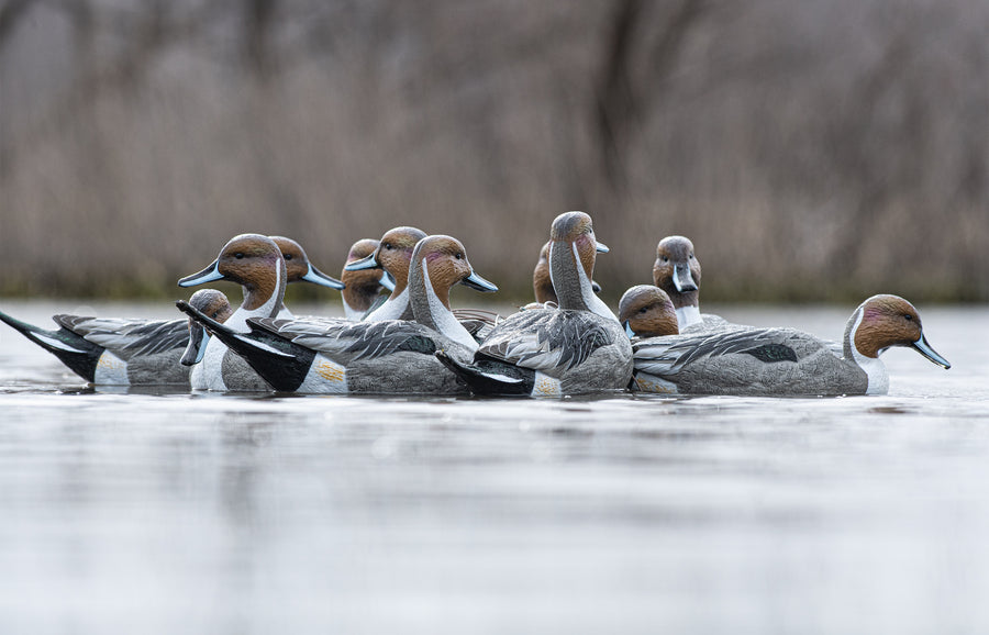 Mainline Series™ Pintail