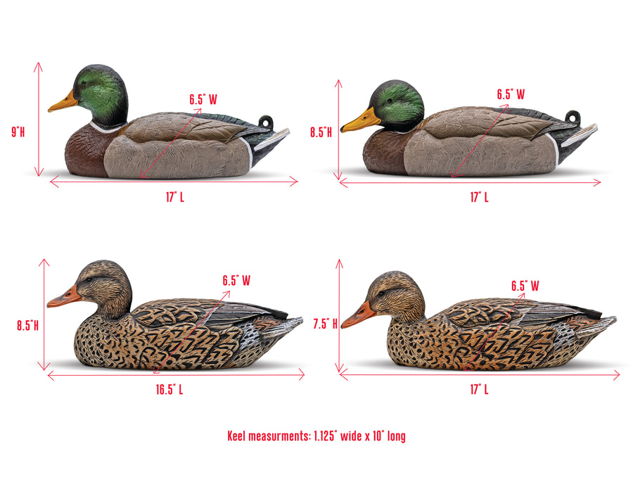 Mainline Series™ Mallard