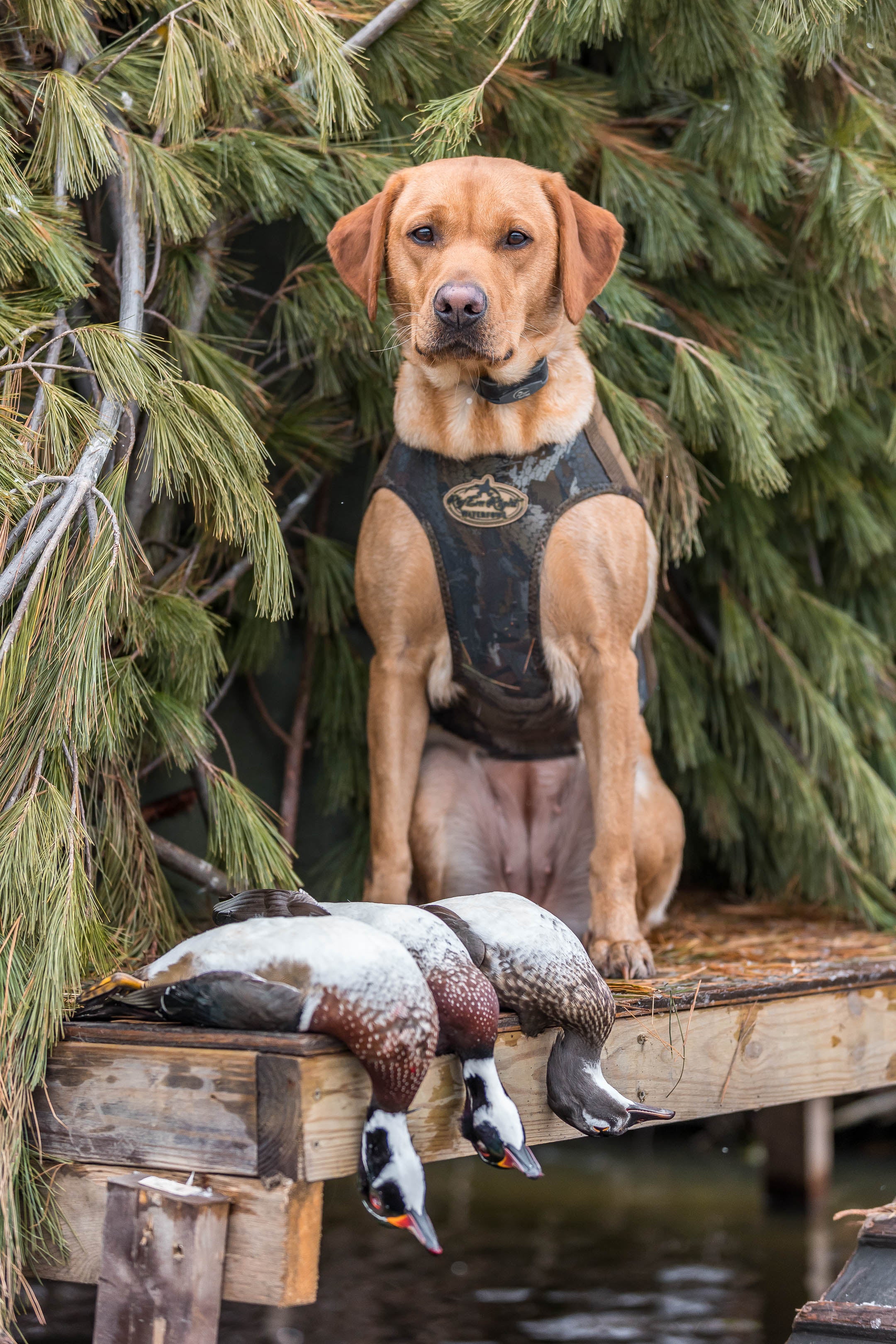 Bloodline Elite Dog Vest OPTIFADE Timber Rig Em Right