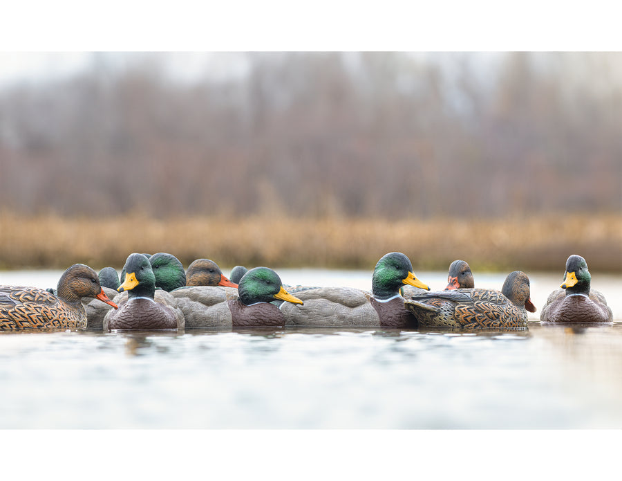 Mainline Series™ Mallard