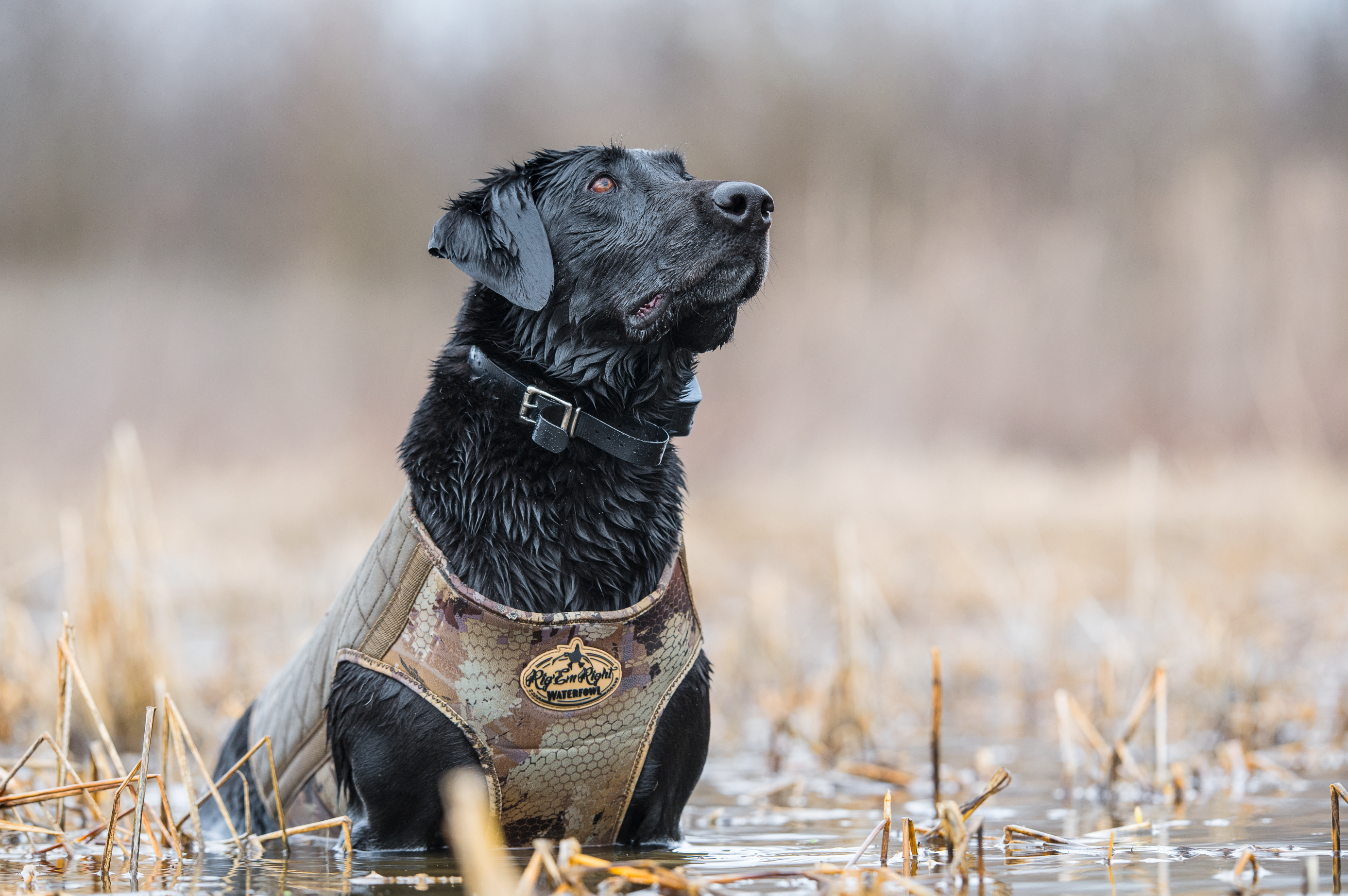 Bloodline Elite Dog Vest OPTIFADE Timber